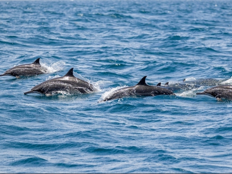 A pod of Dolphins Swimming alongside Greg Berryman and Alegria II