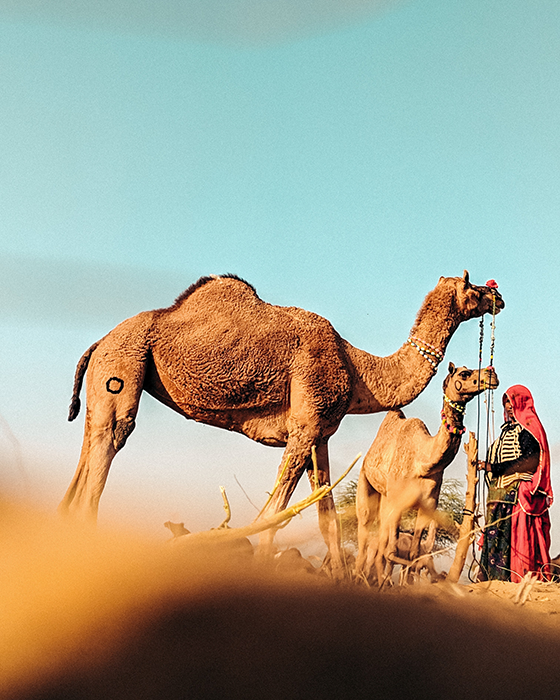 camels resting Sinai desert